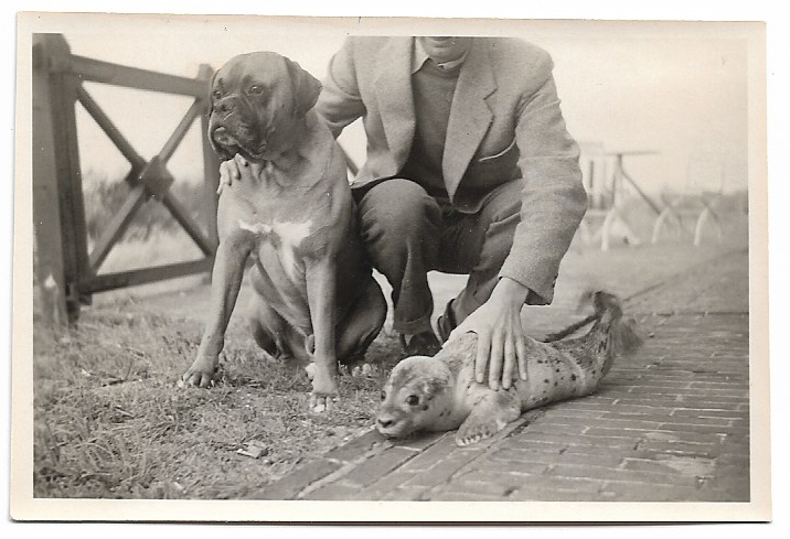 Zeehond met boxer te Domburg