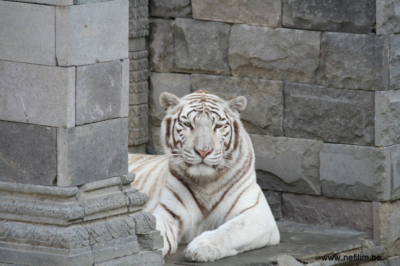 witte tijger