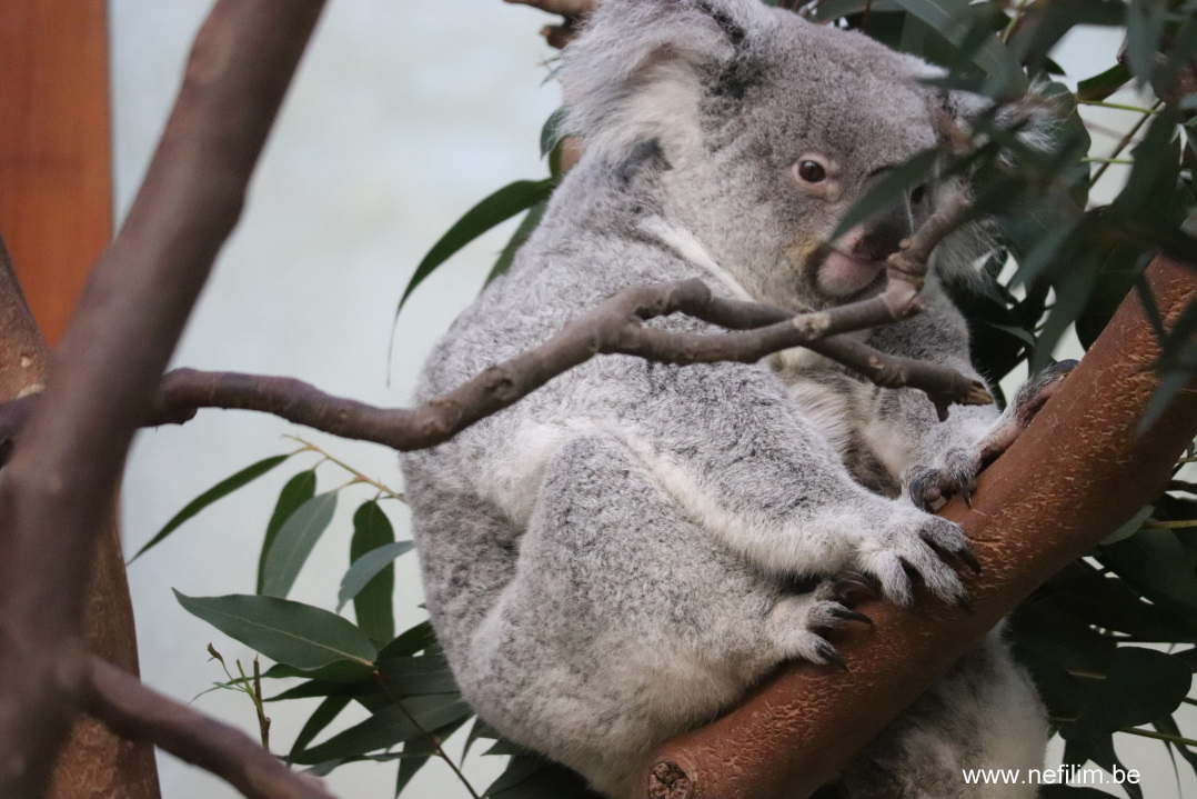 koala