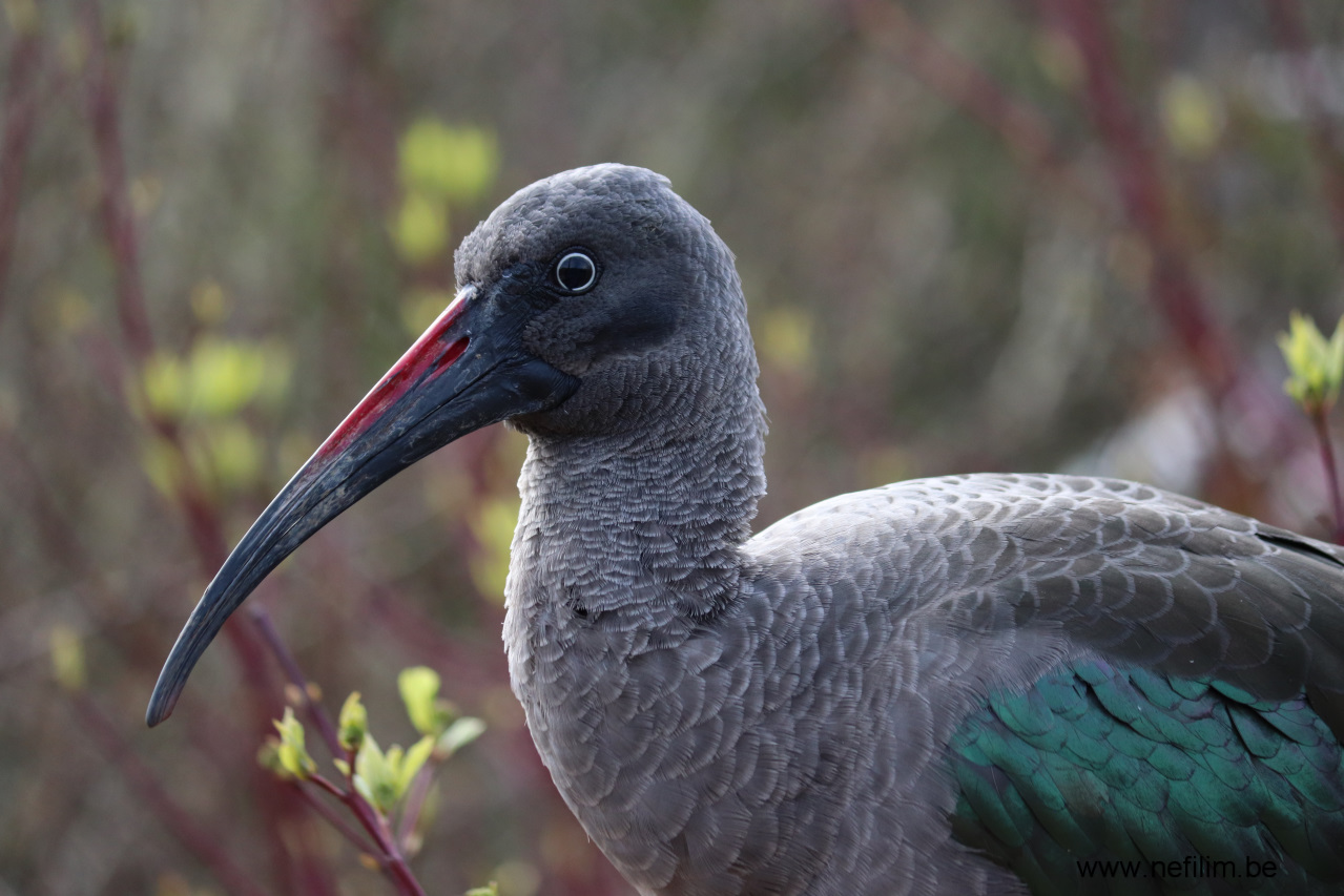 hadada-ibis