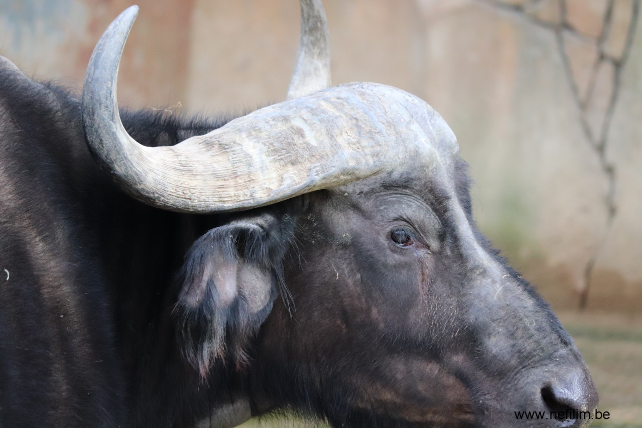 kaapse buffel