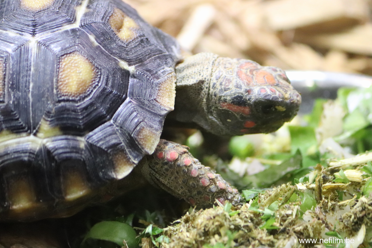 landschildpad