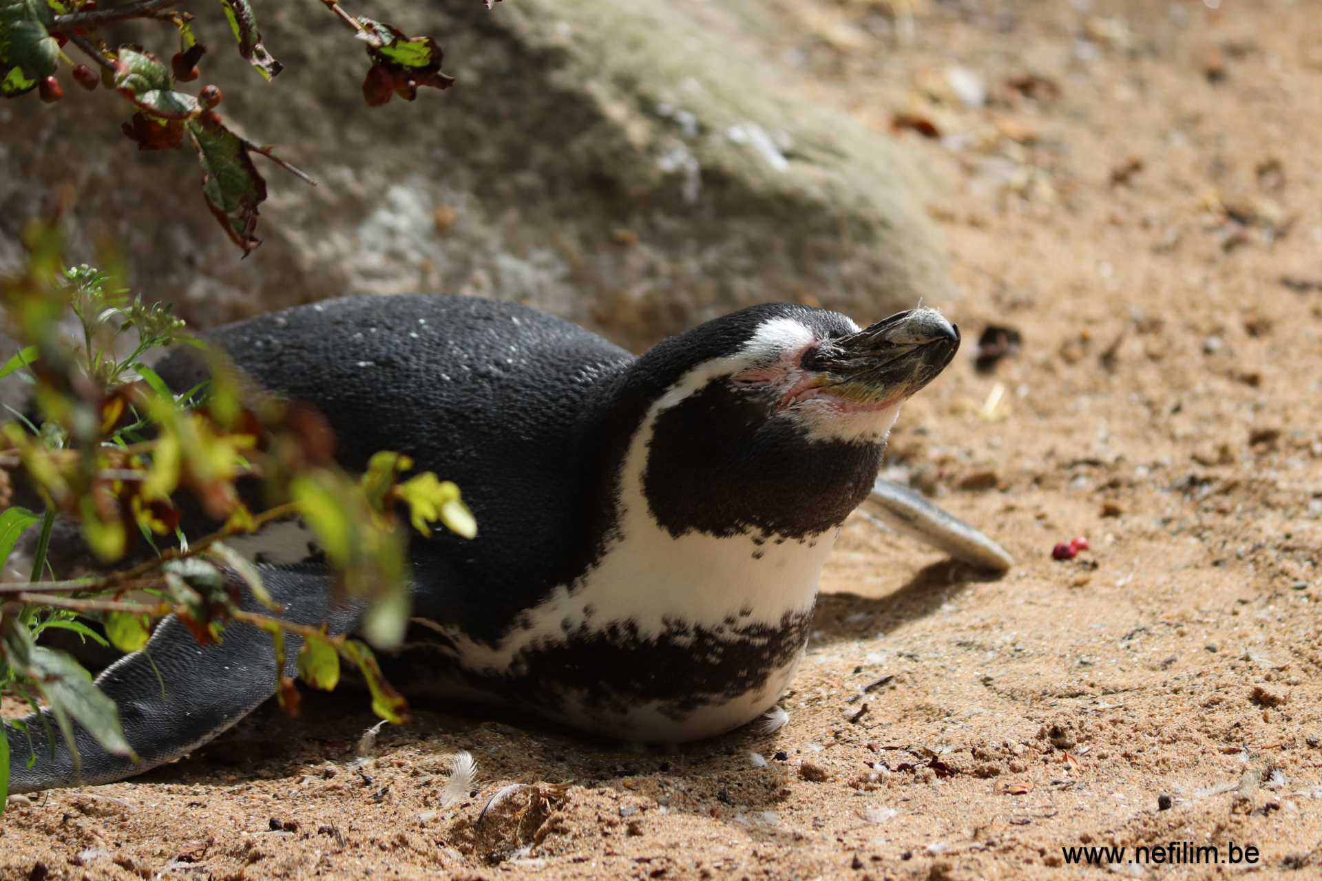 humboldt pinguin