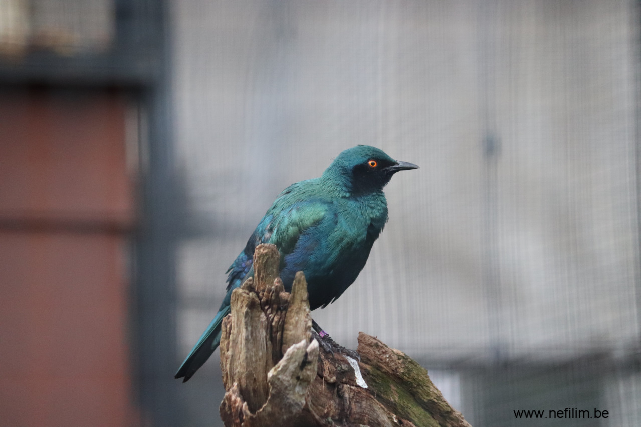 blauwoor glansspreeuw