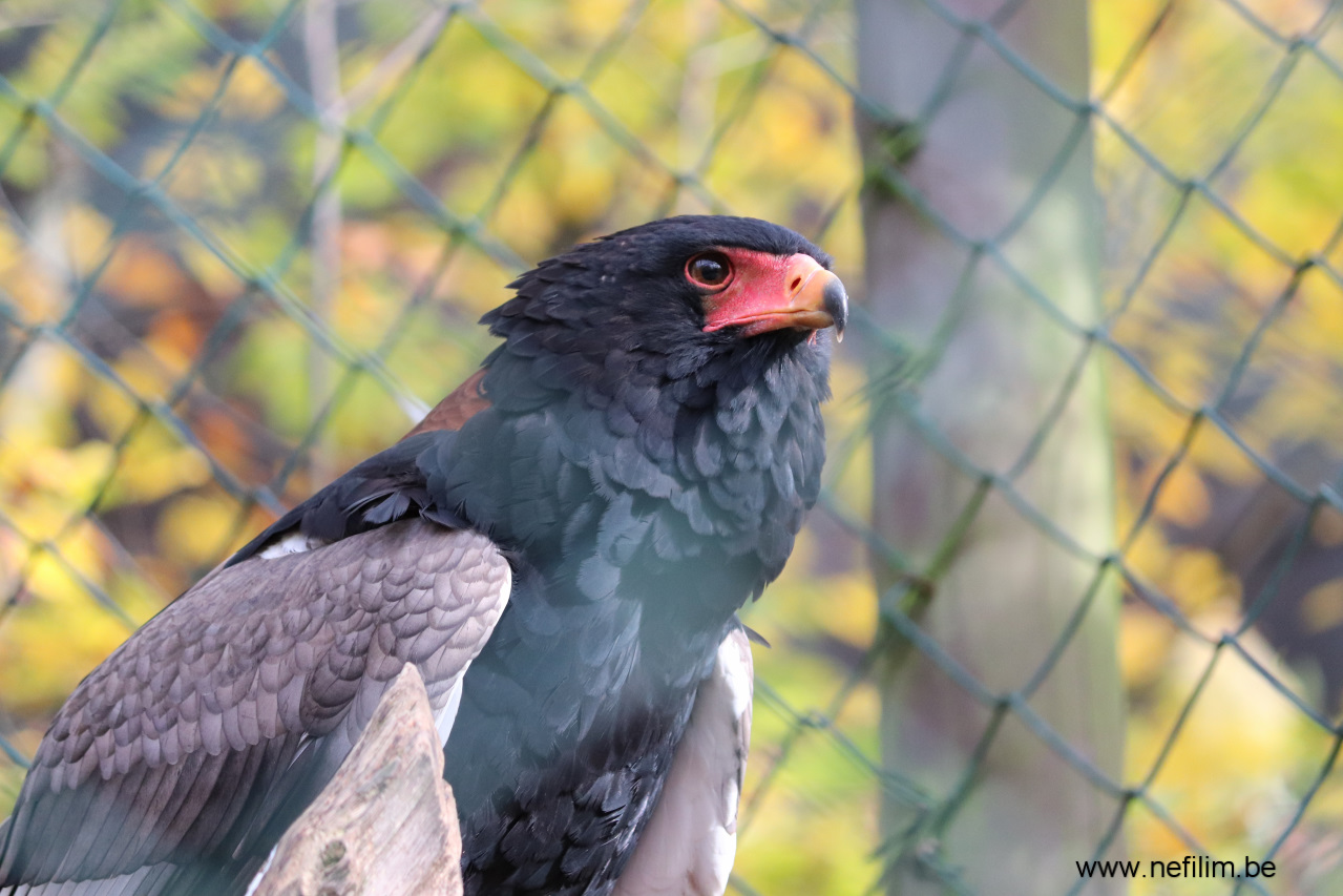 bateleur