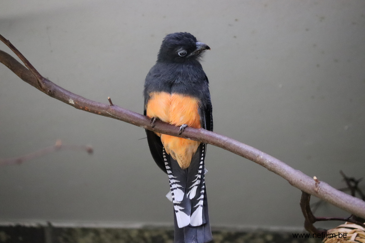 groenrugtrogon