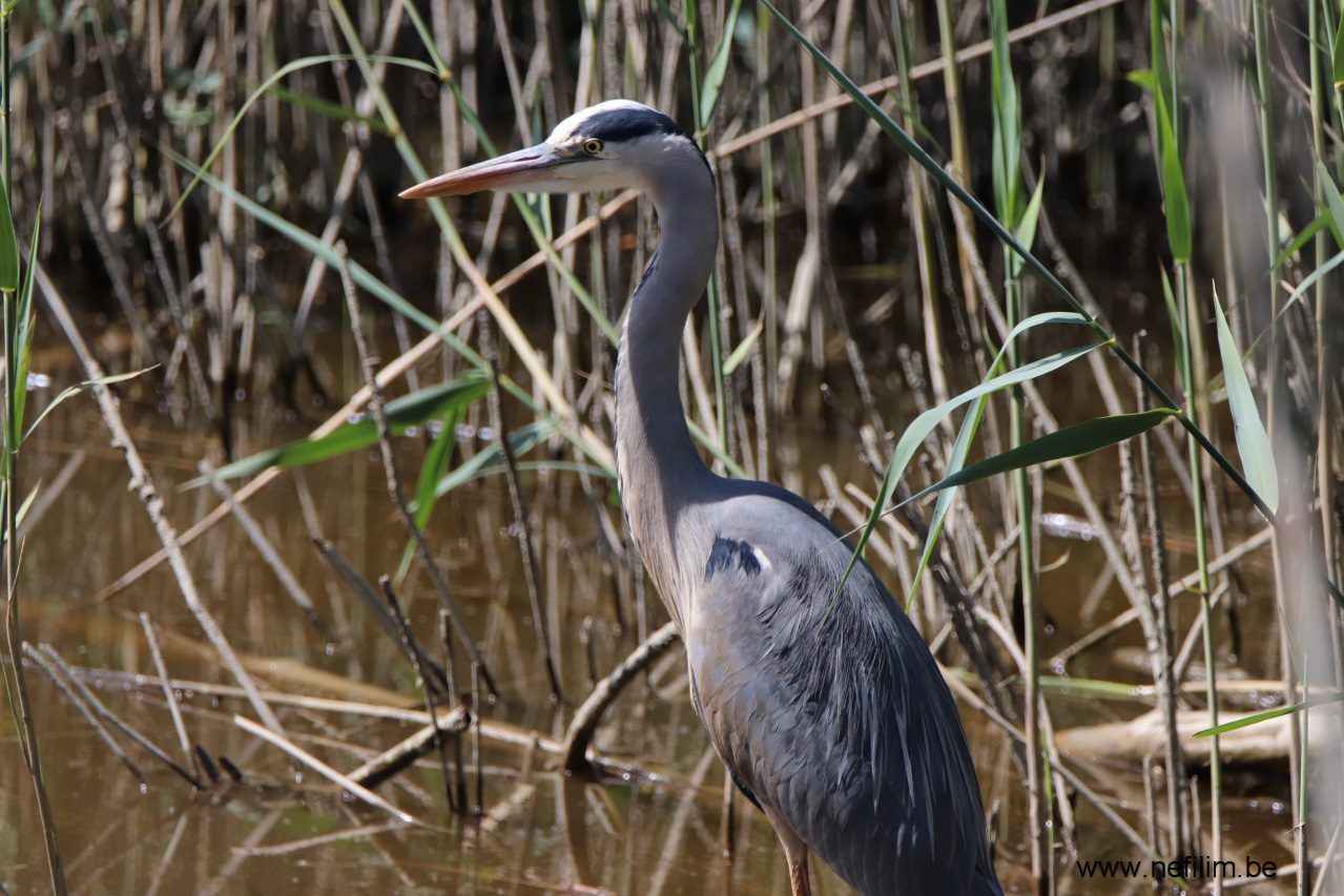 reiger