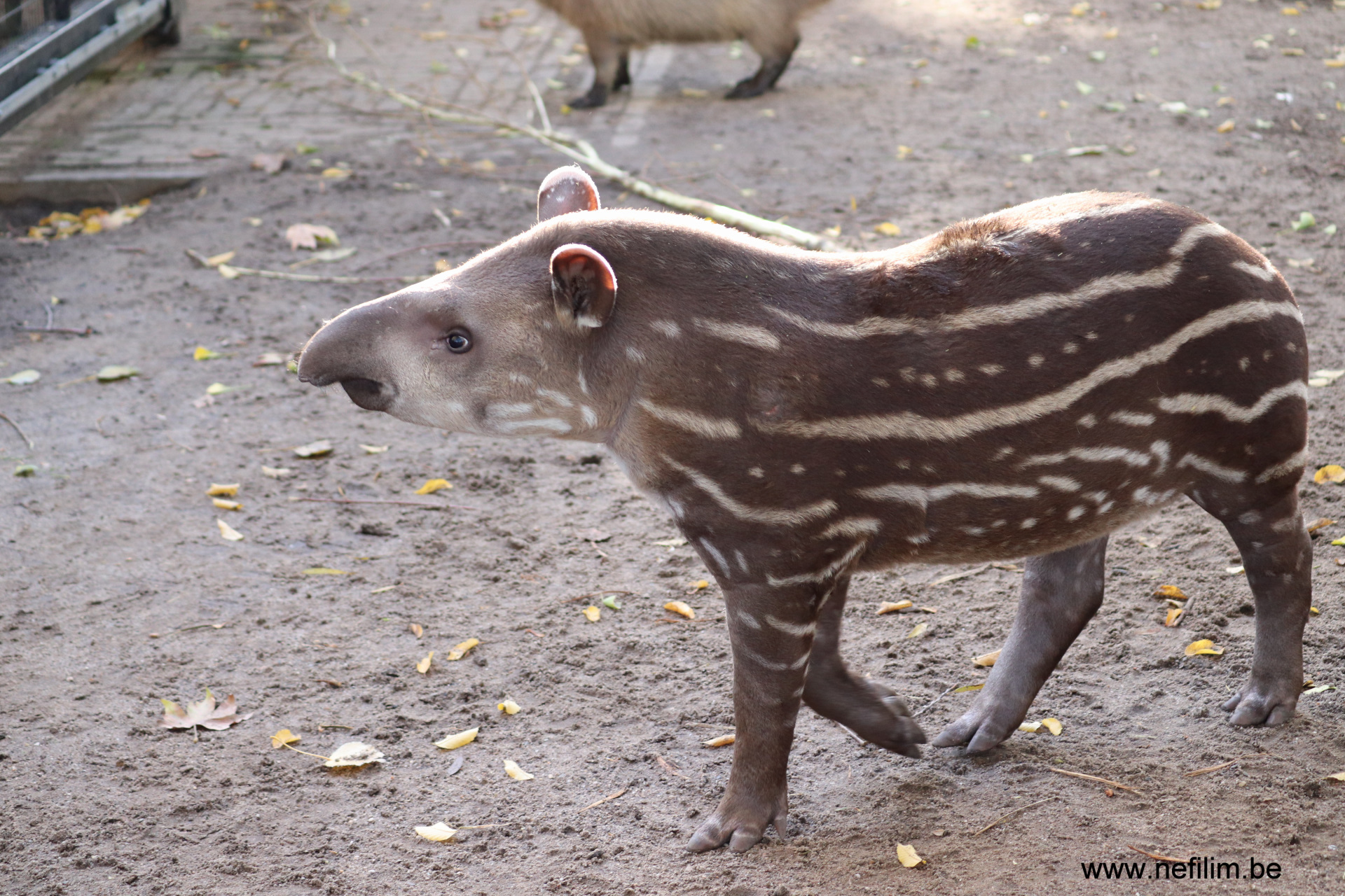 tapir jong