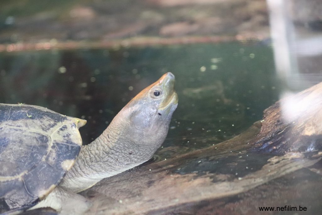 maleisische rivierschildpad