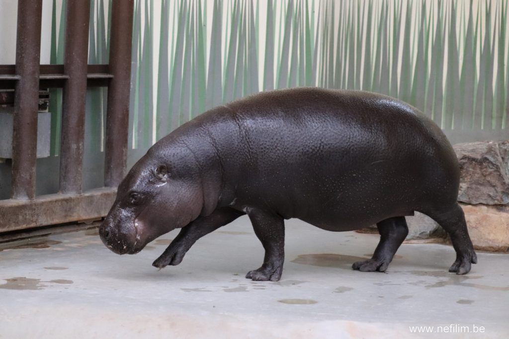 dwerg-nijlpaard