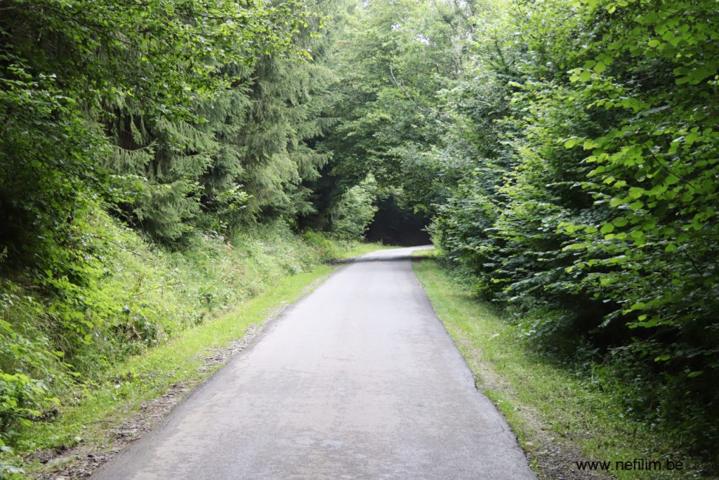 asfaltweg in bos