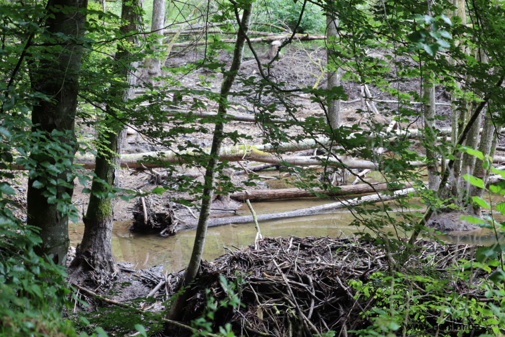 omgevallen bomen in en naast riviertje