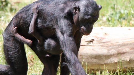 Moeder met jong Bonobo