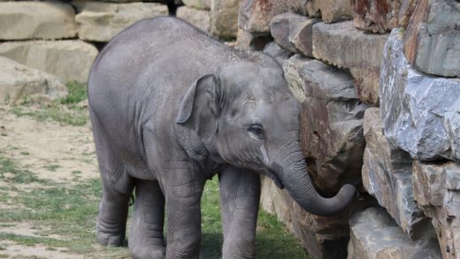 Jonge olifant zoekt verstopt voedsel in muur