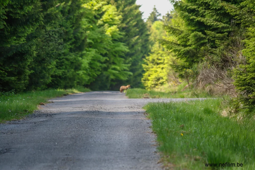 wolf in heisterberg