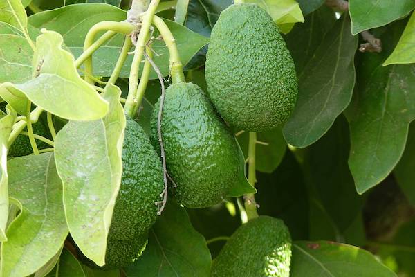 Avocado, Wild Asparagus and Figs