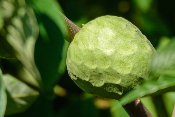 chirimoya fruit