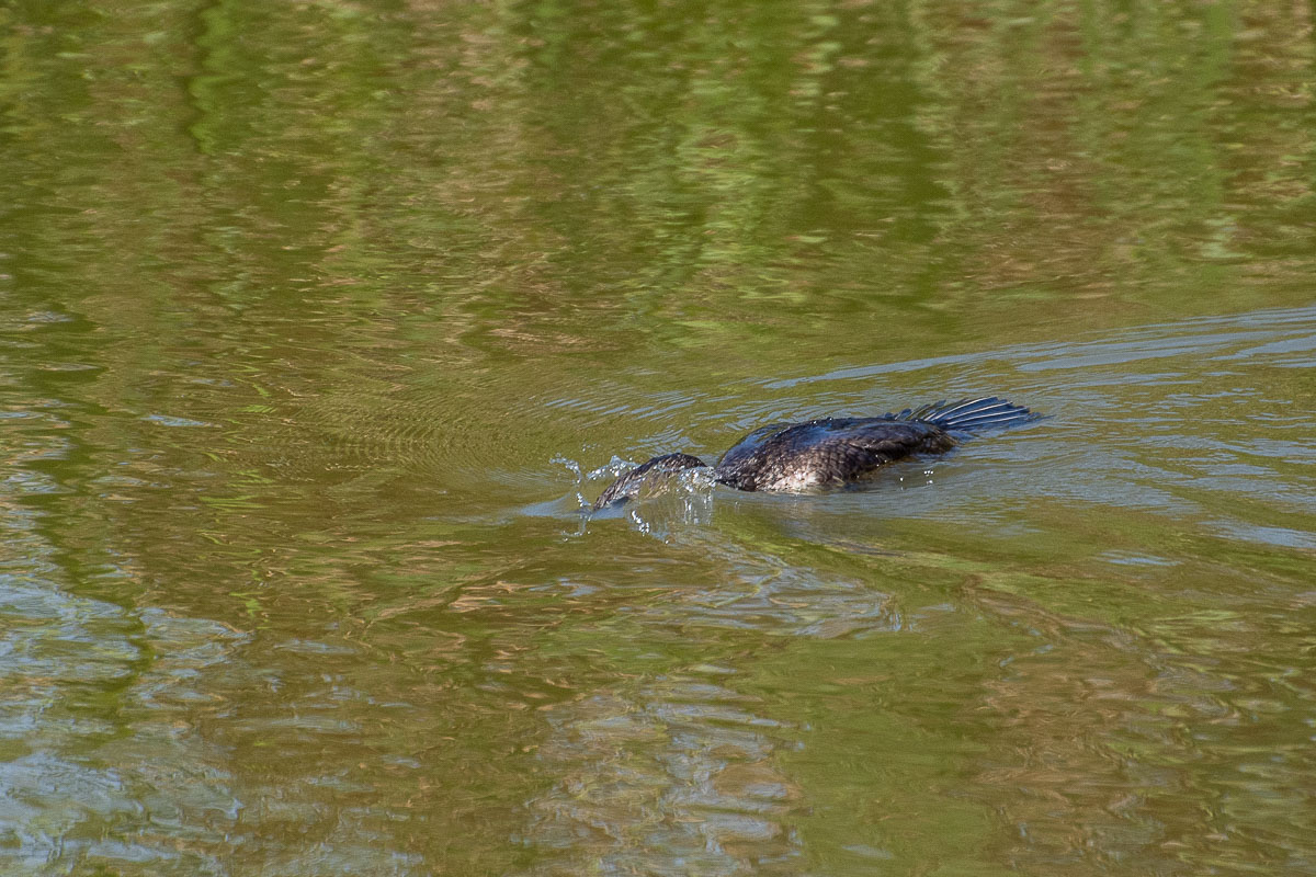 White-breasted Cormorant diving for fish