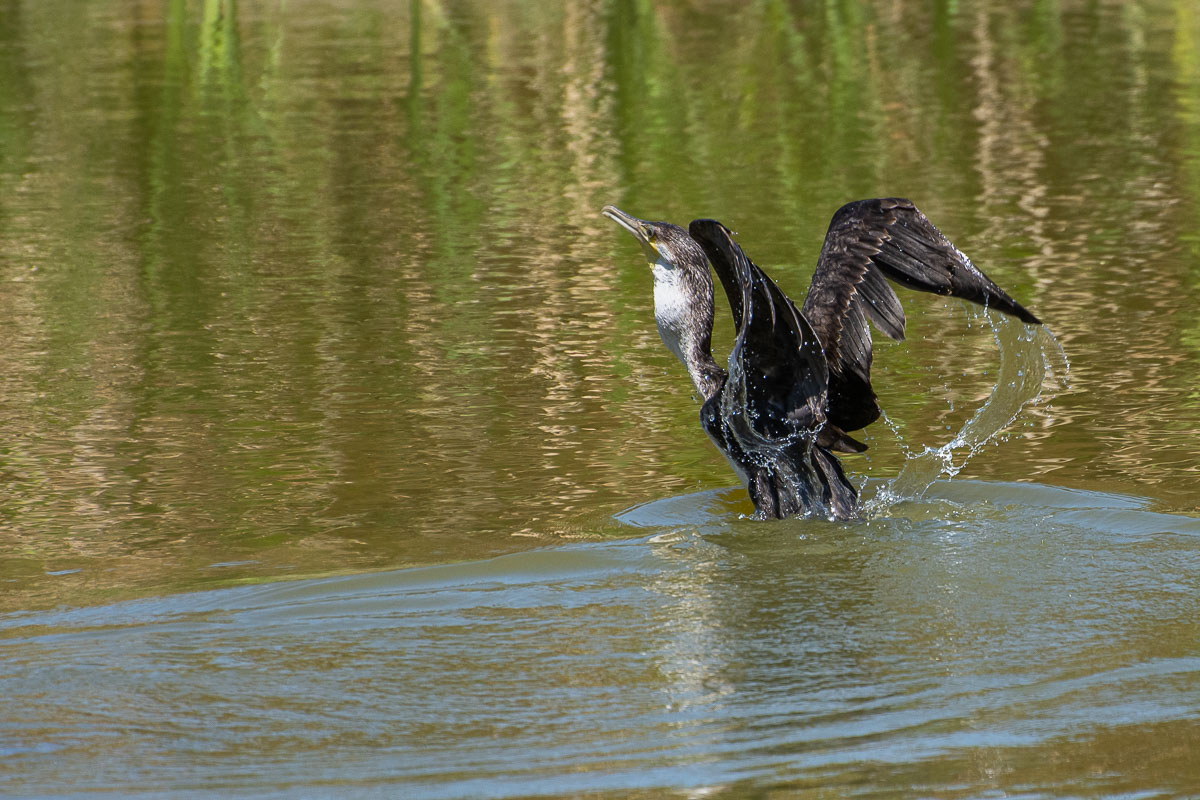 White-breasted Cormorant swallowing fish