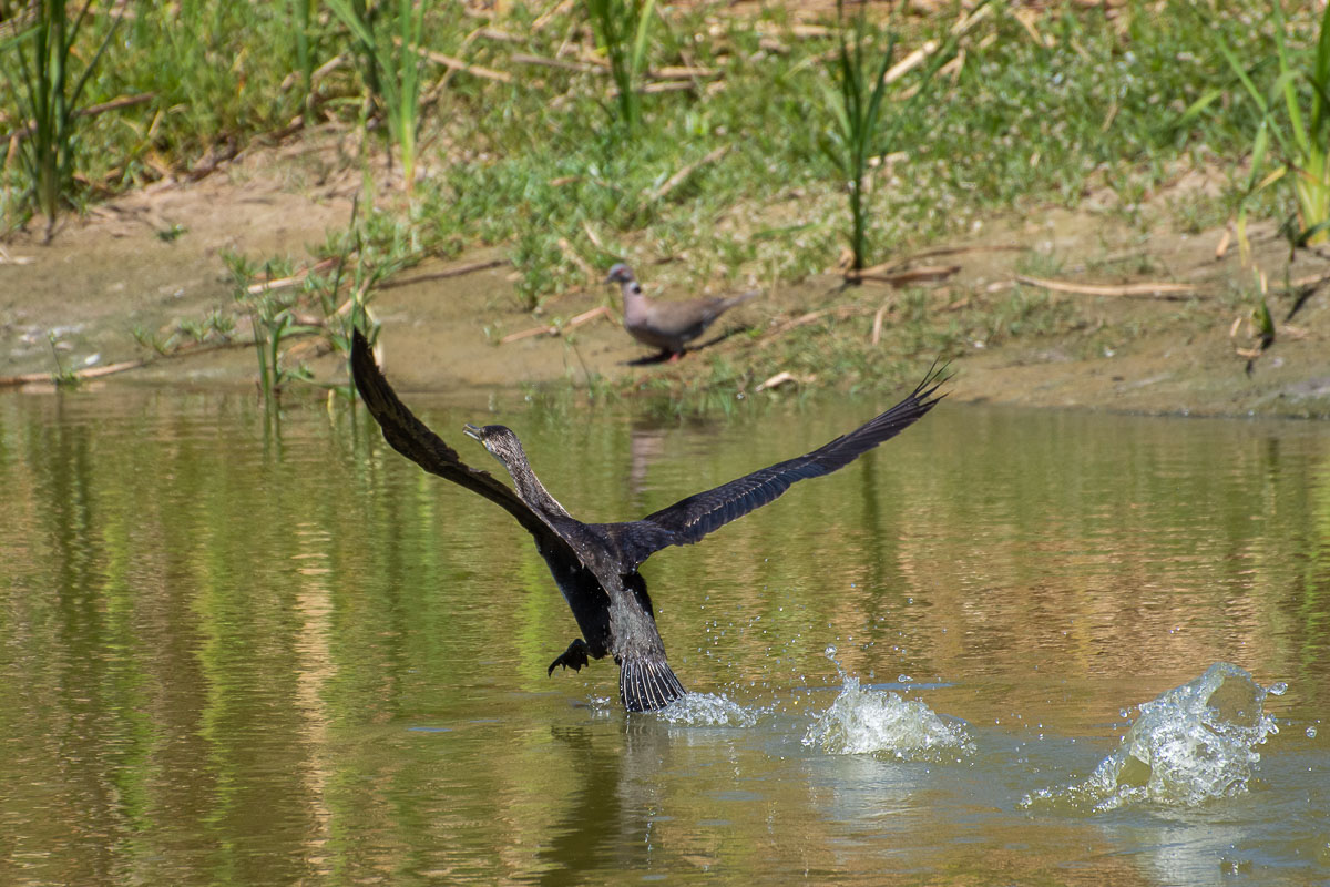 White-breasted Cormorant taking off