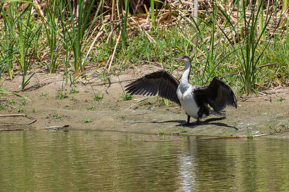 White-breasted Cormorant drying its wings