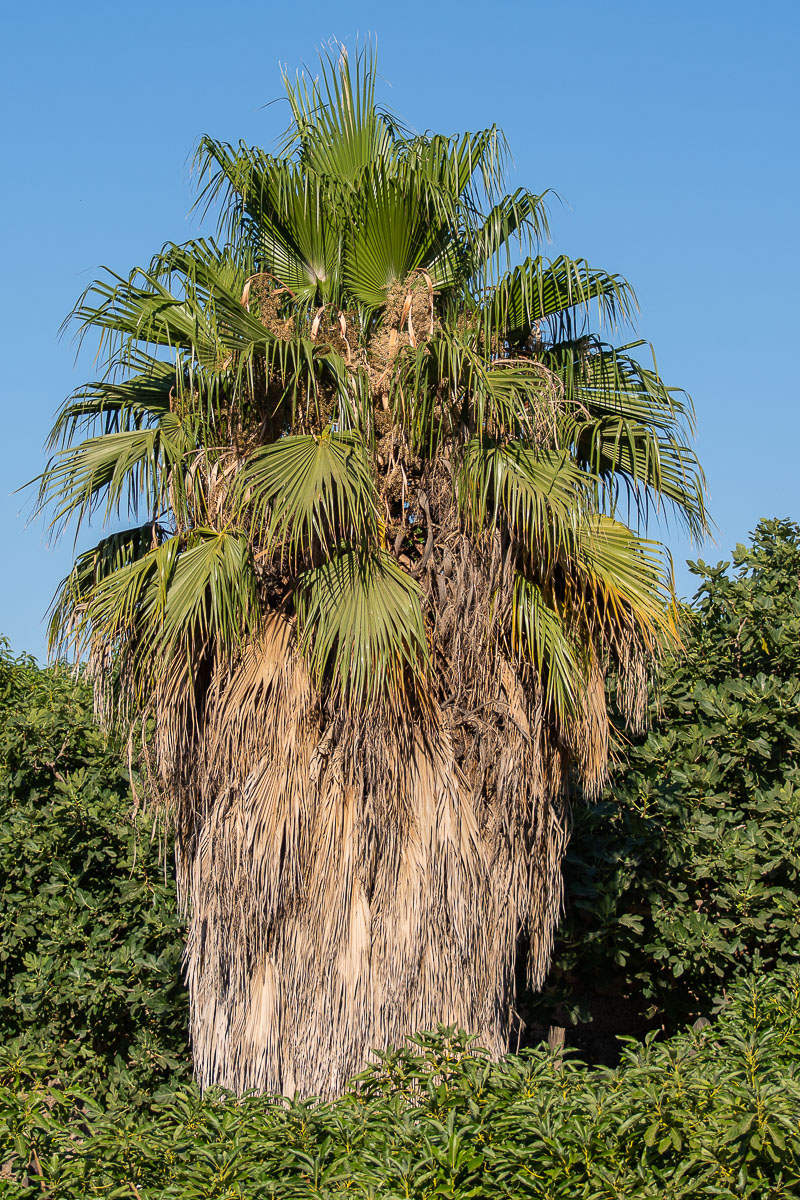 palm tree, Nerja riverbed