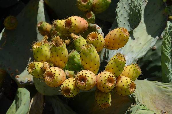 prickly pear cactus fruit