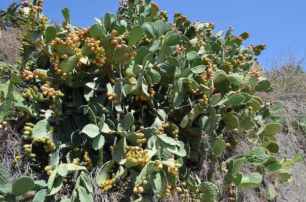 prickly pear cactus