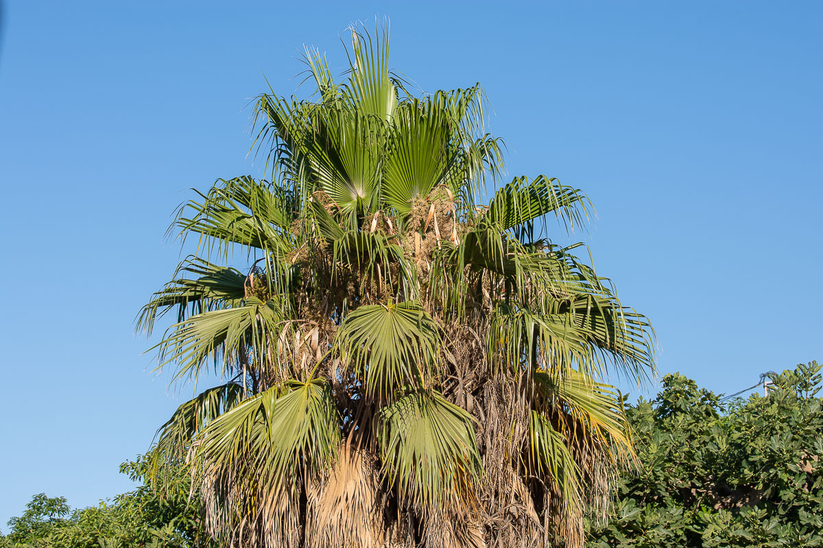 palm tree, Nerja