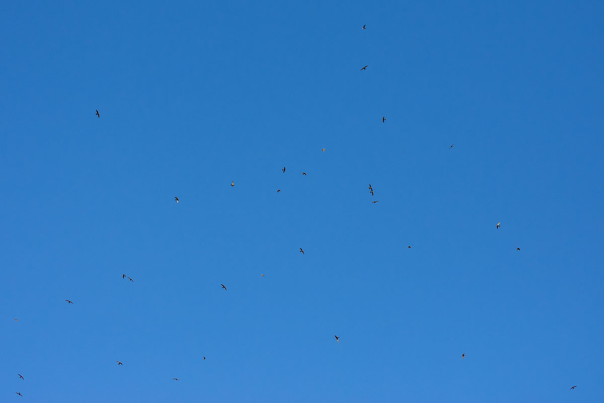 swifts overhead in Nerja