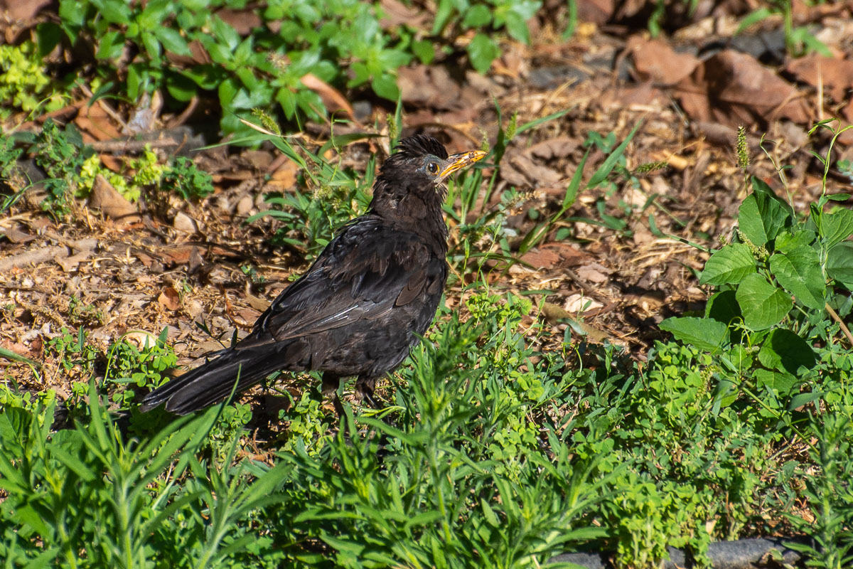juvenile blackbird, Nerja