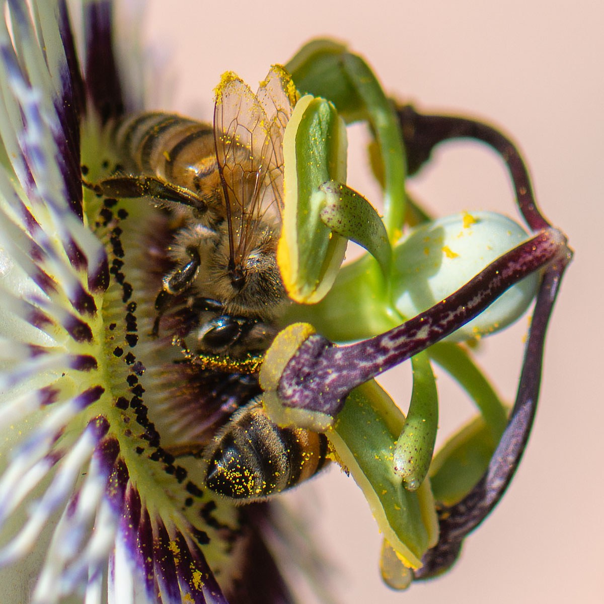 Bees on Passion Flower