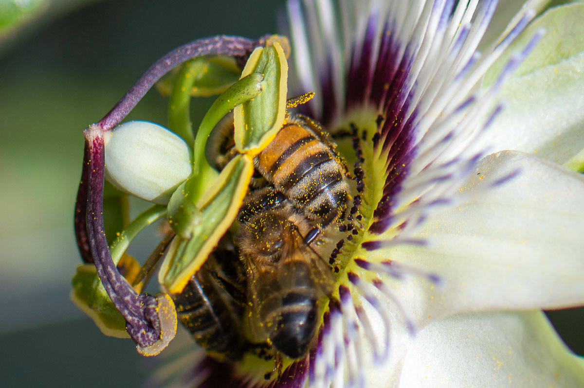 Bees, Passion Flower