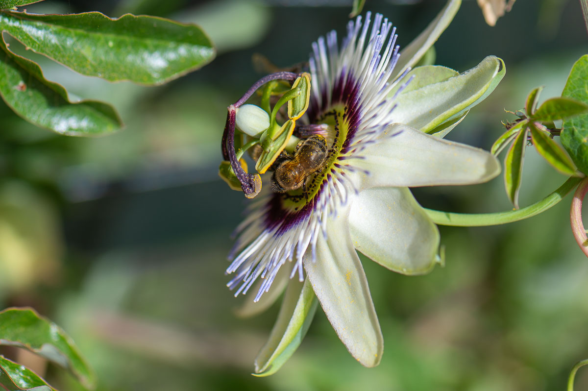 Passion Flower and bees