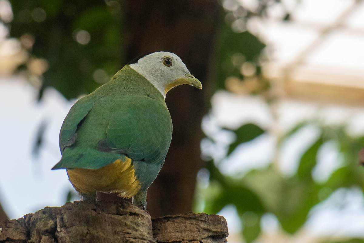 Black-naped Fruit Dove, Ptilinopus melanospilus