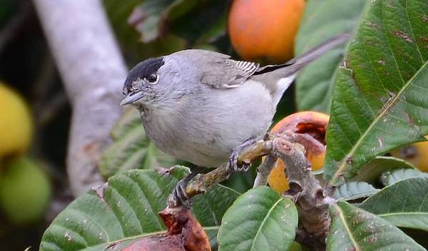 Blackcap male