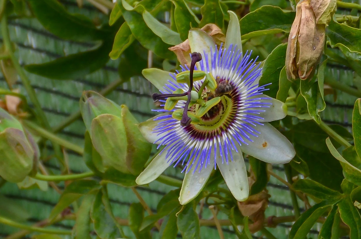 Blue Passion Flower, Nerja