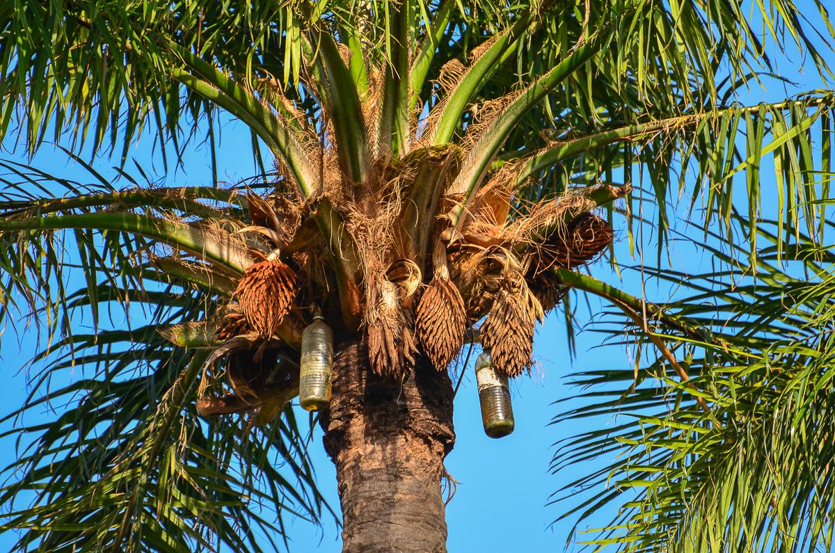 Palm Oil collection, The Gambia