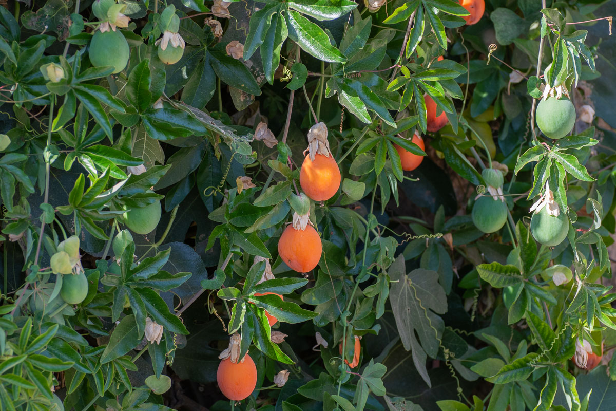 Passion Flower fruit, orange