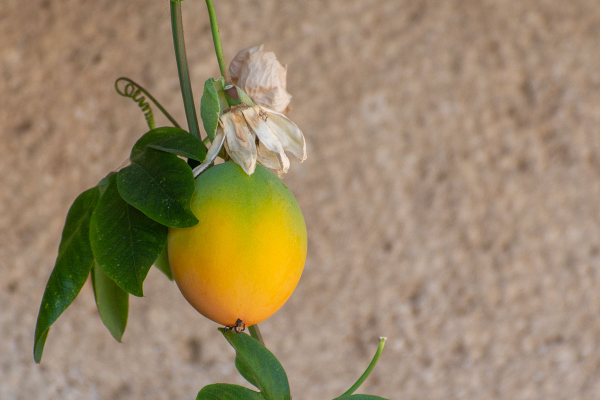 Passion Flower fruit, yellow