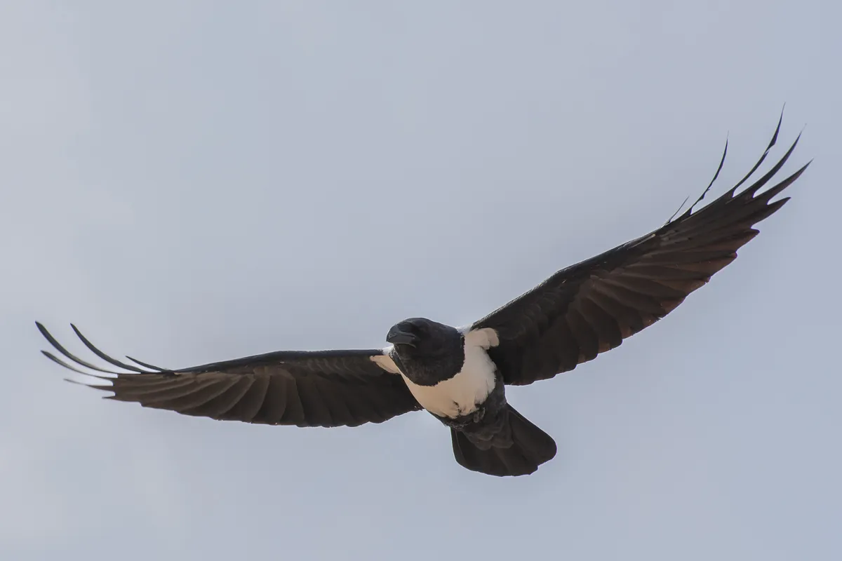 Pied Crow flying