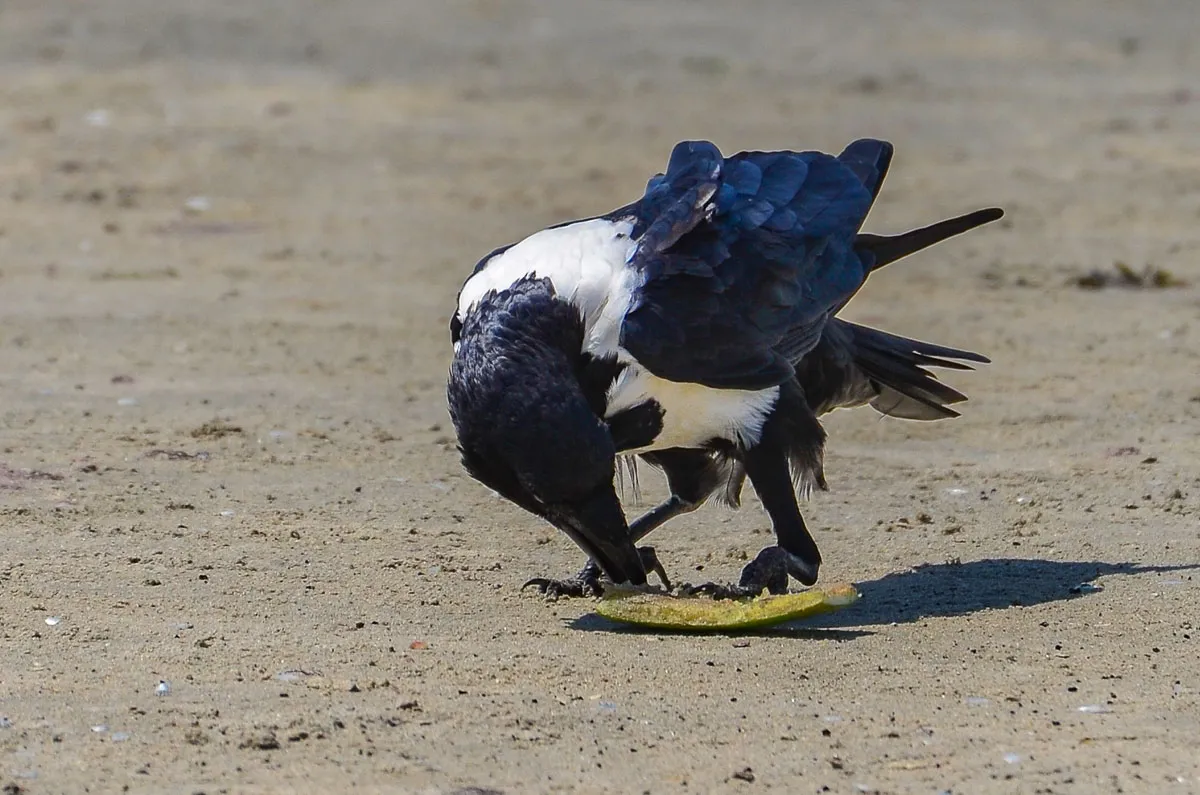 Pied Crow eating