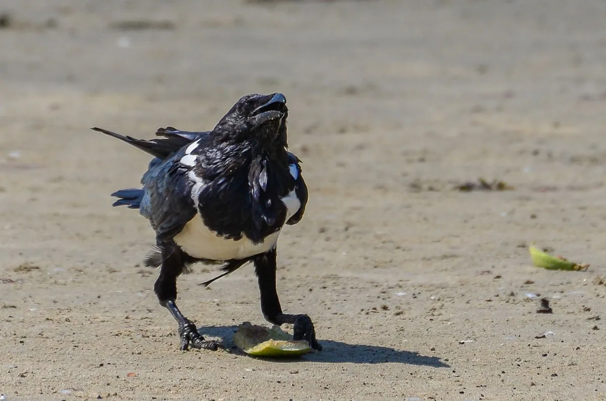 Pied Crow