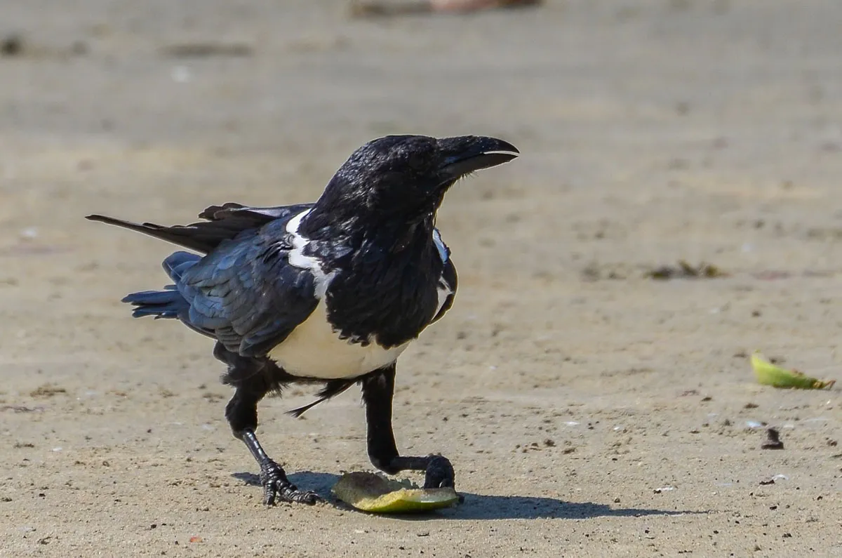 Pied Crow, Corvus albus