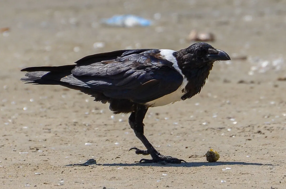 Pied Crow on the beach