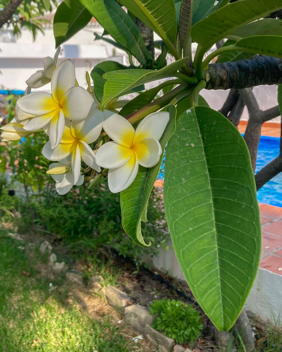 Plumeria flowers