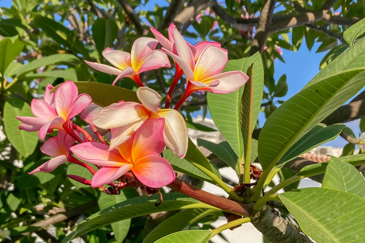 pink Plumeria, Nerja