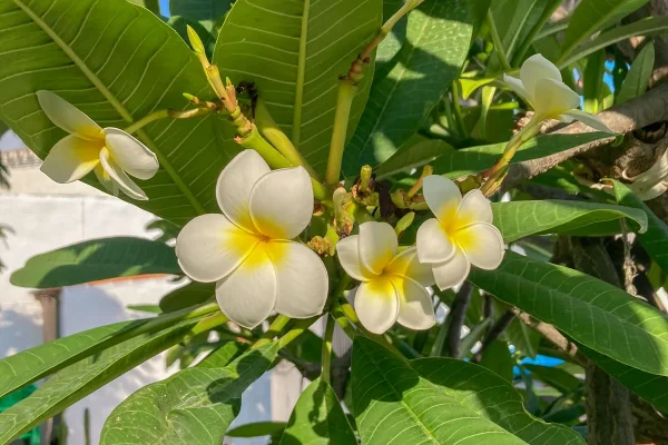 Plumeria: Deceivers of the Night