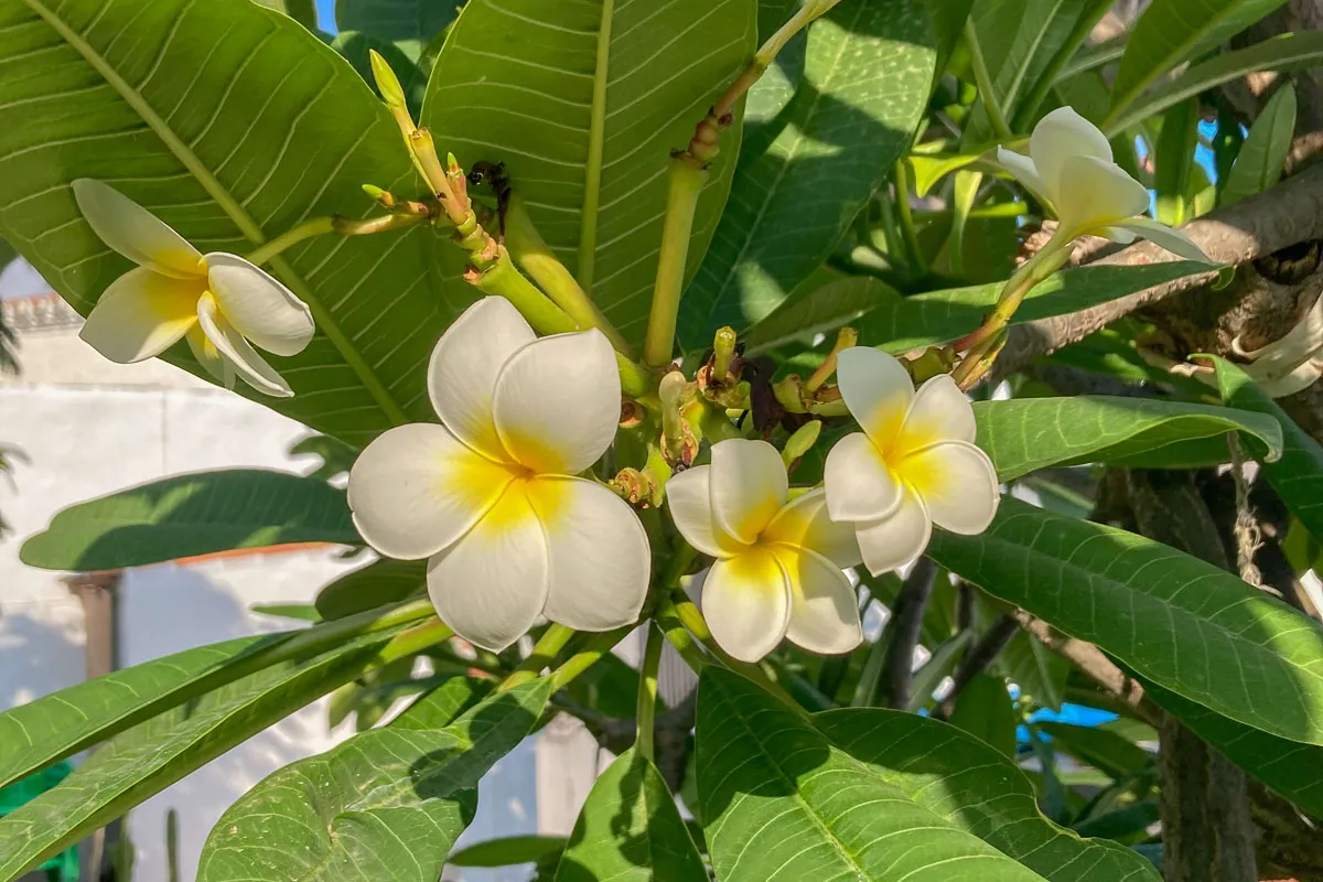 Plumeria, Nerja