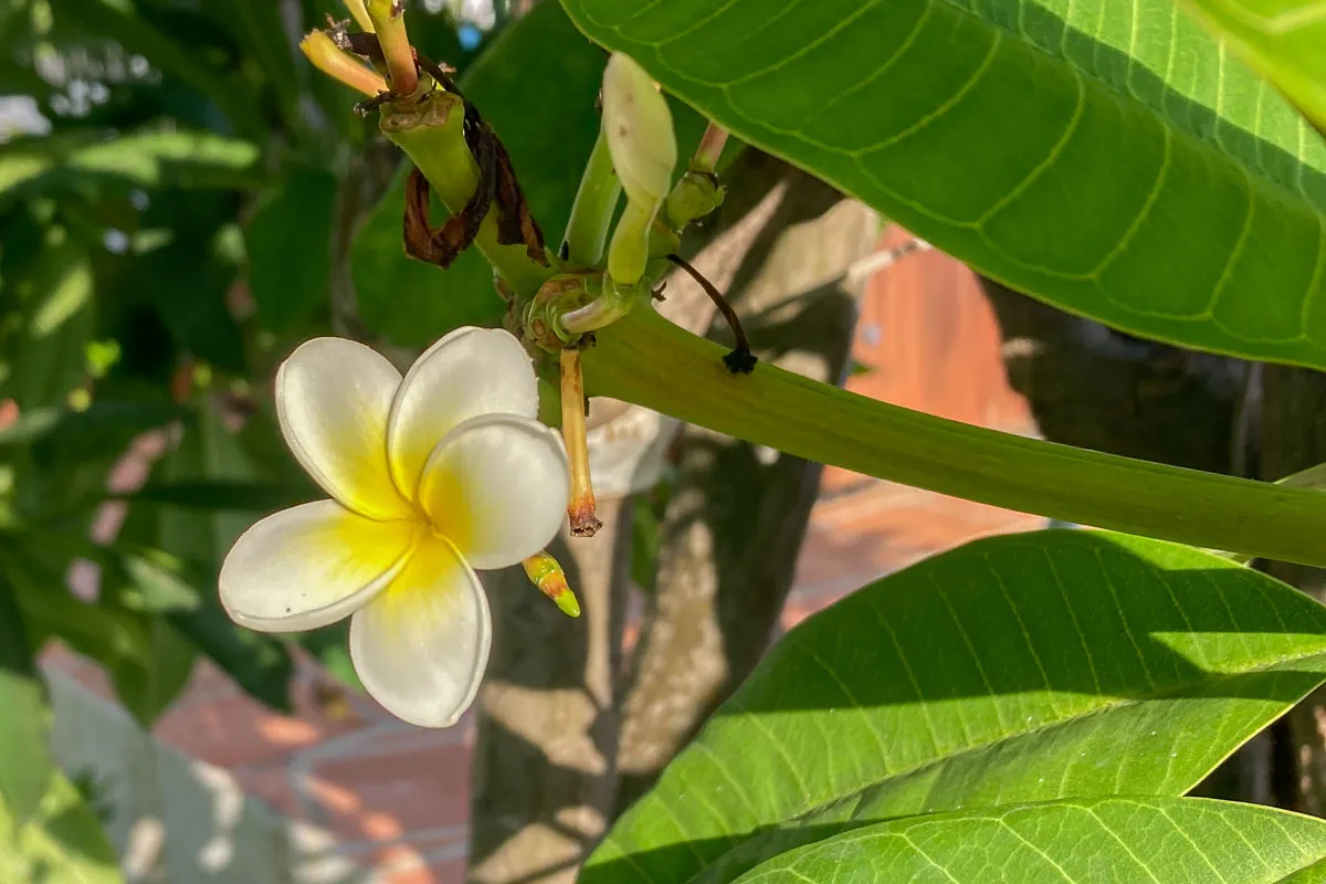 Plumeria